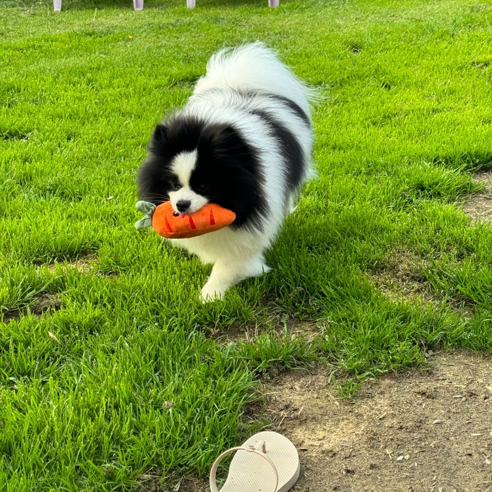 Meet your Posher, Vanessa